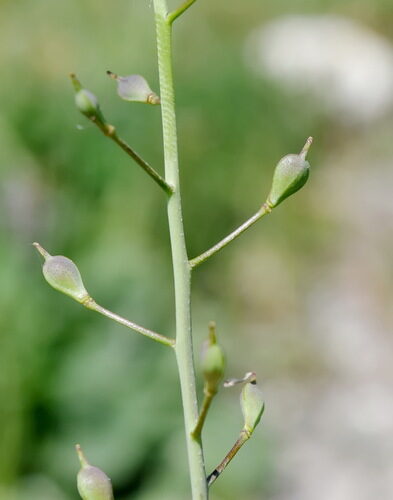 Camelina rumelica (Graceful false flax) — photo