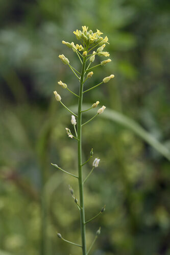 Camelina sativa (Big-seed false flax) — photo