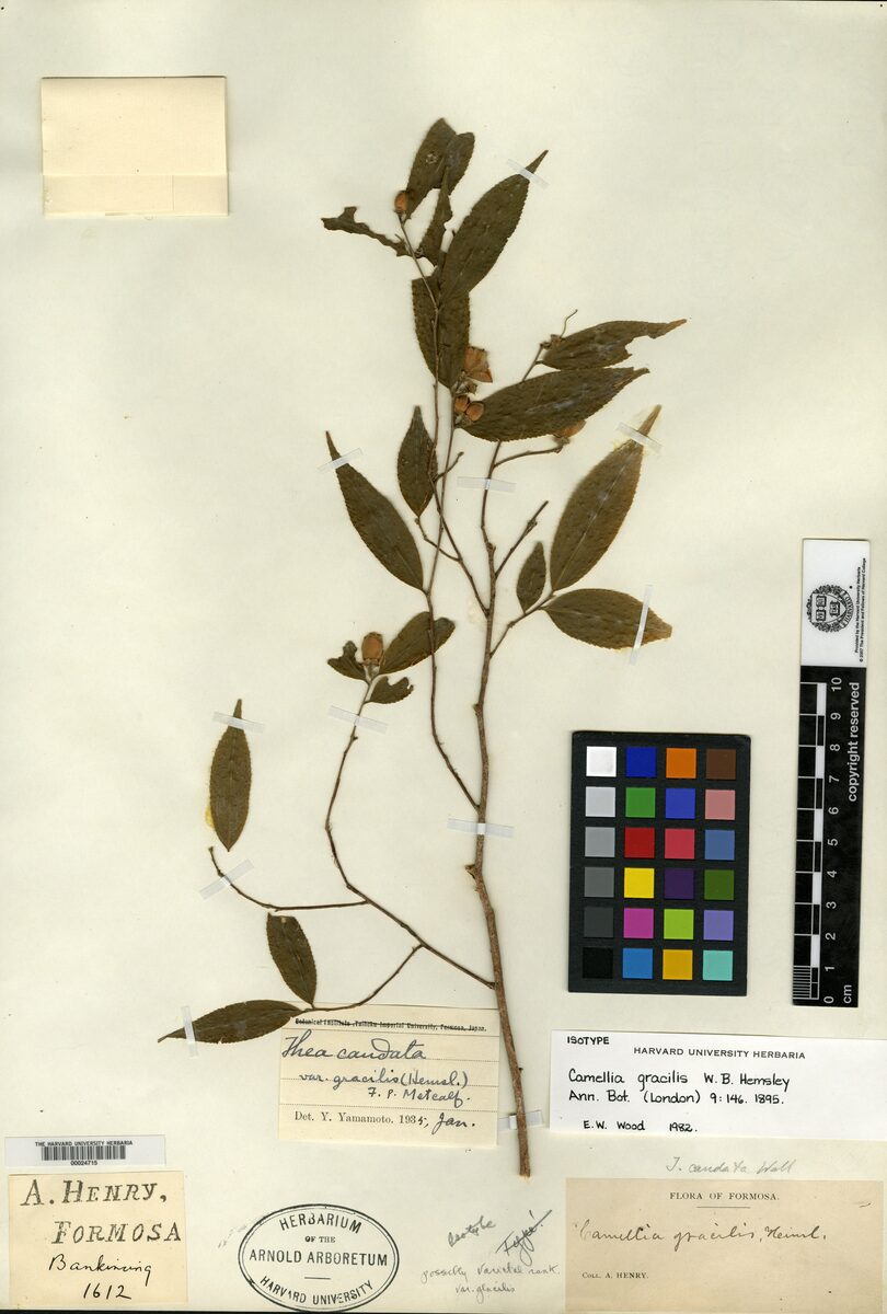 Camellia gracilis (Camellia) — photo