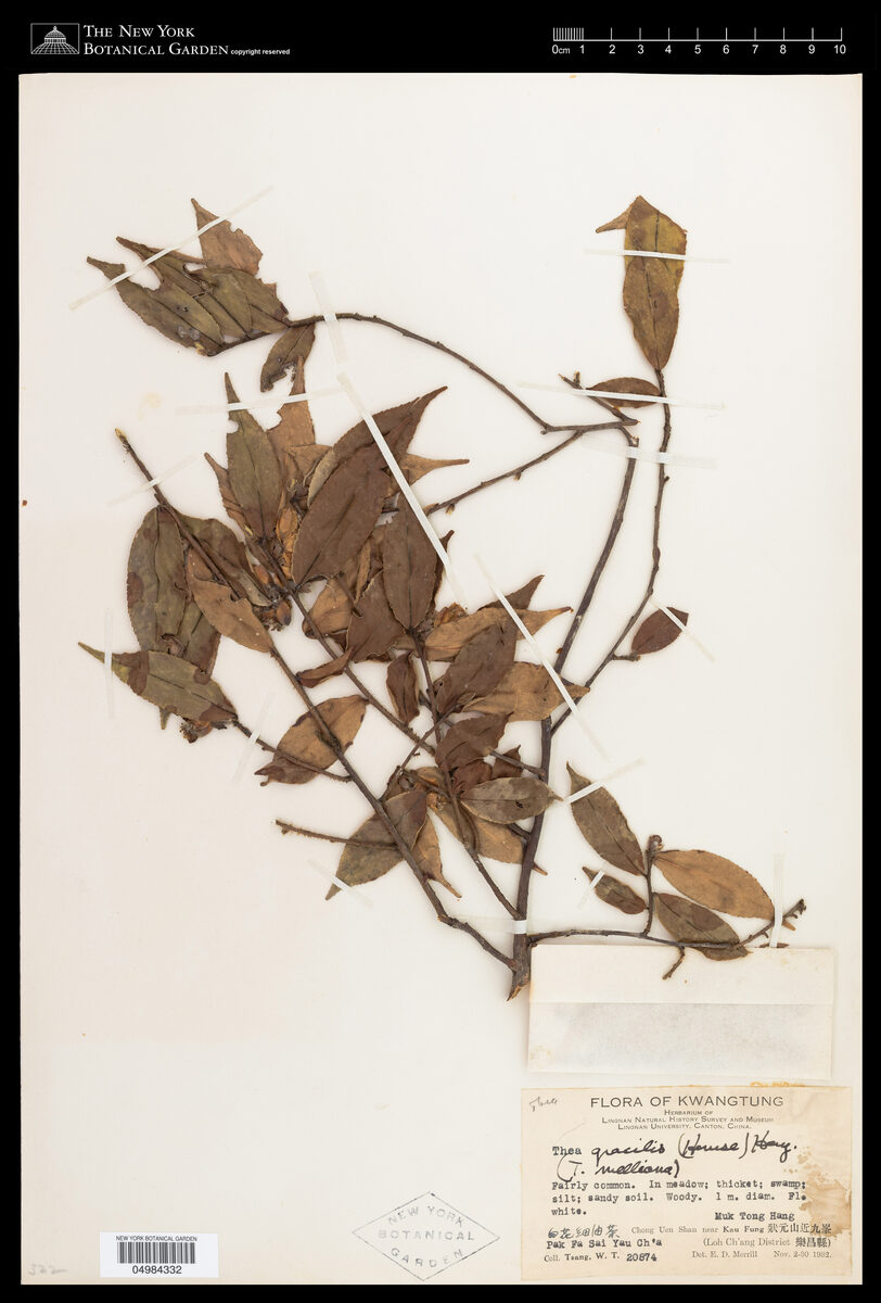 Camellia gracilis (Camellia) — photo