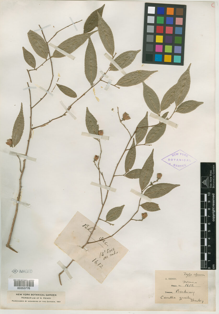 Camellia gracilis
