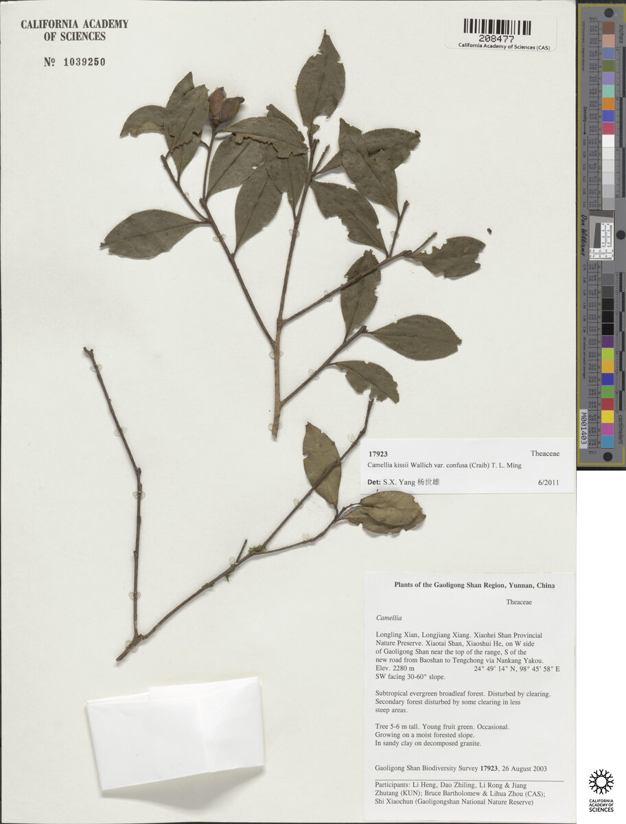 Camellia kissii var. confusa — photo
