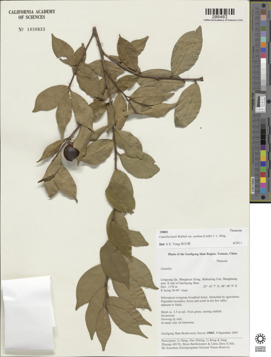 Camellia kissii var. confusa — photo