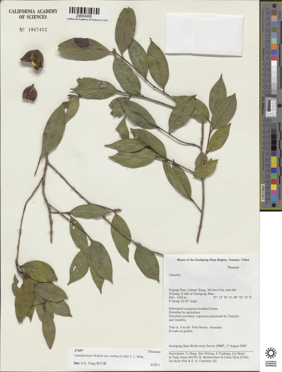 Camellia kissii var. confusa