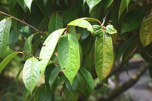 Camellia polyodonta — photo