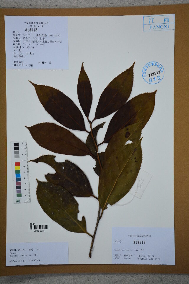 Camellia semiserrata — photo