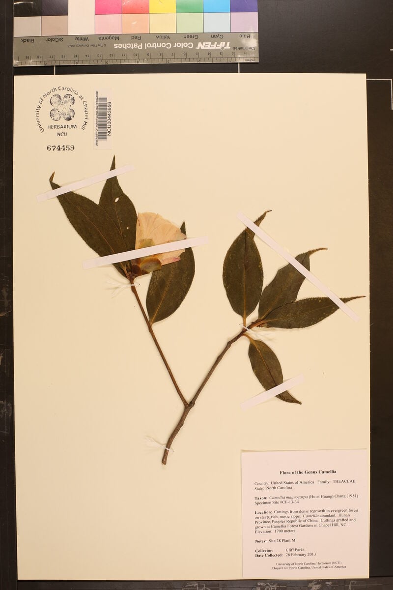 Camellia semiserrata — photo
