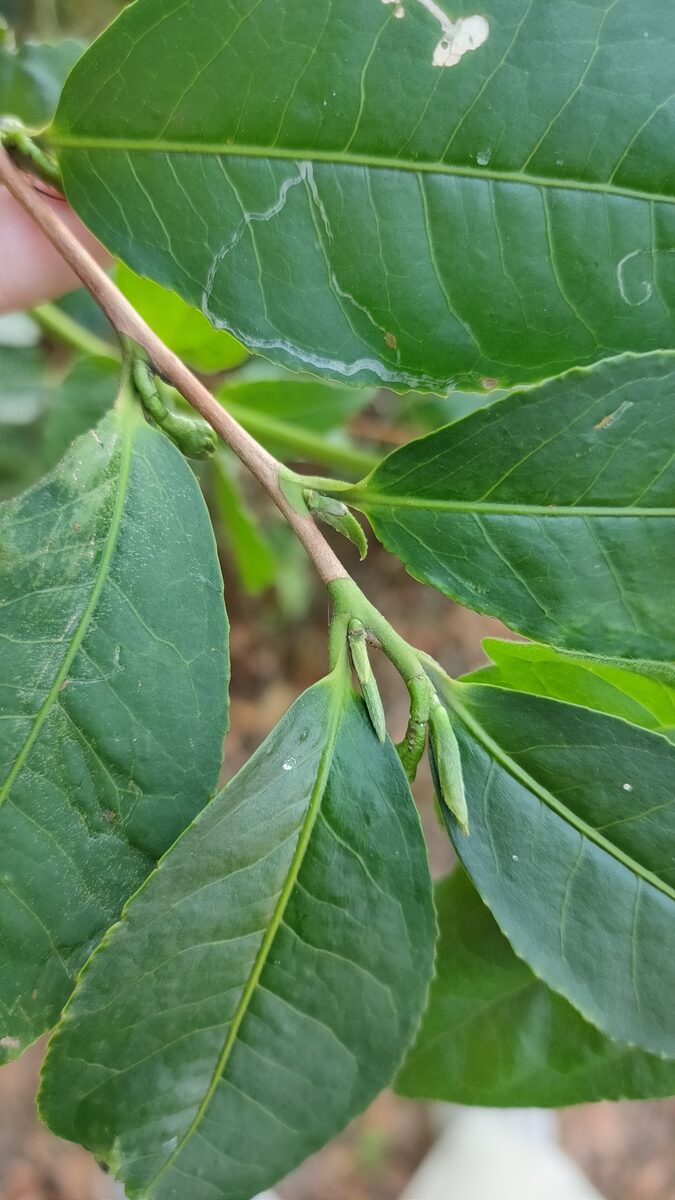 Camellia sinensis assamica - (Masters.) Kitam. (Tea Plant) — photo