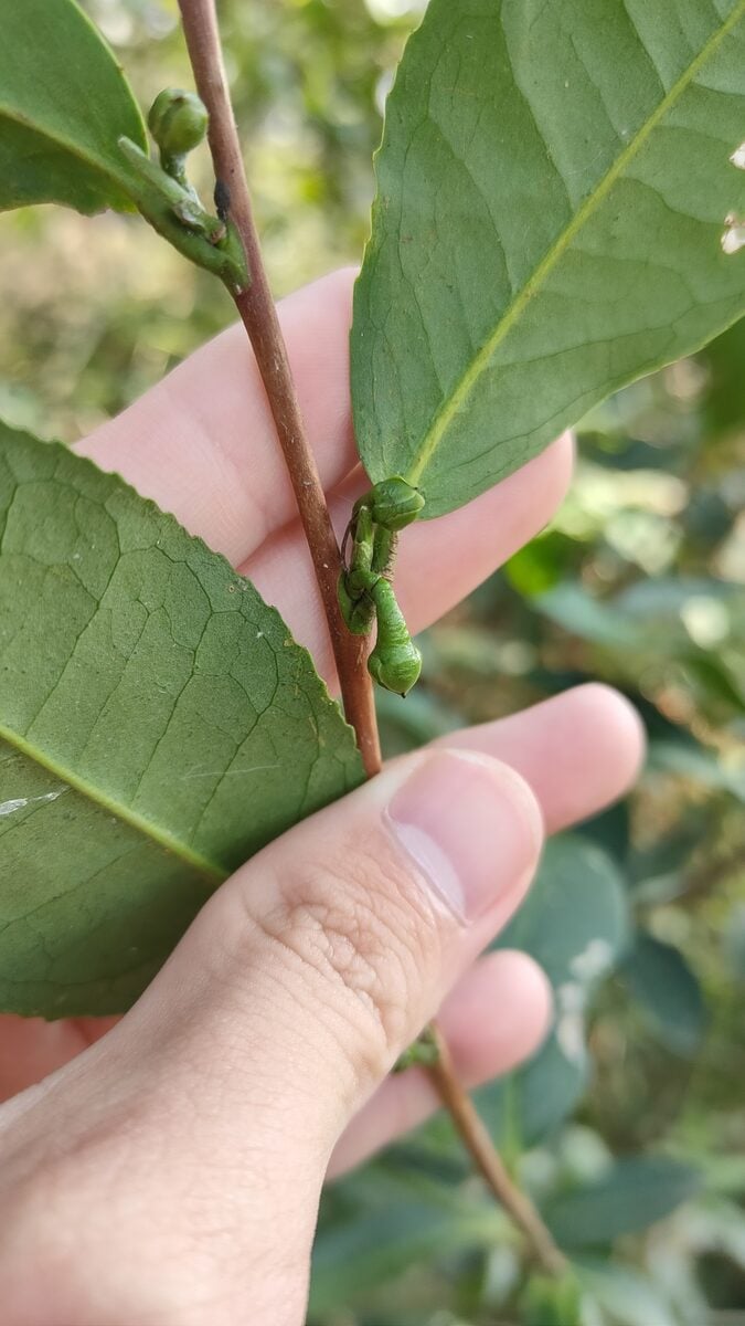 Camellia sinensis assamica - (Masters.) Kitam. (Tea Plant) — photo