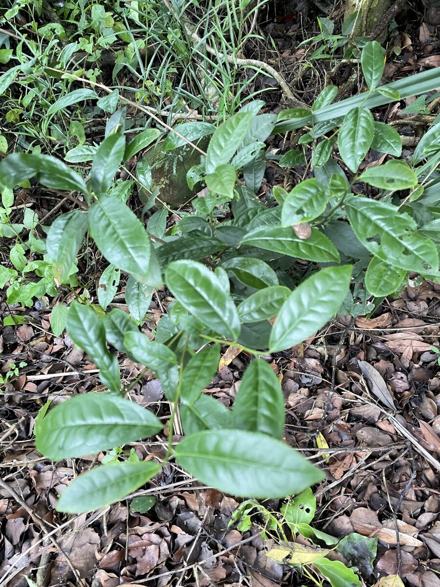 Camellia sinensis assamica - (Masters.) Kitam.
