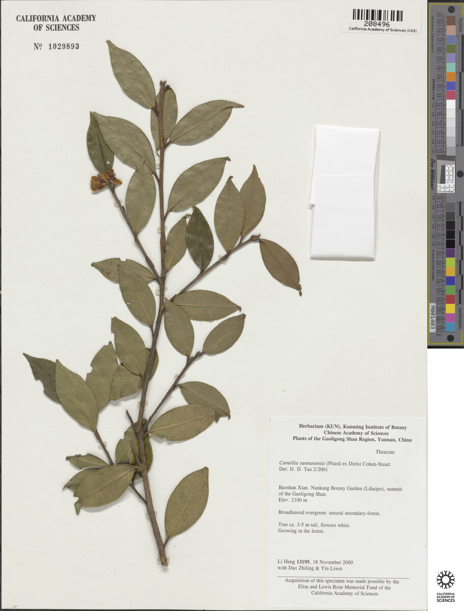 Camellia yunnanensis - (Pitard.)Cohen — photo