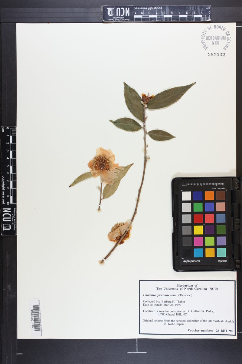 Camellia yunnanensis - (Pitard.)Cohen — photo
