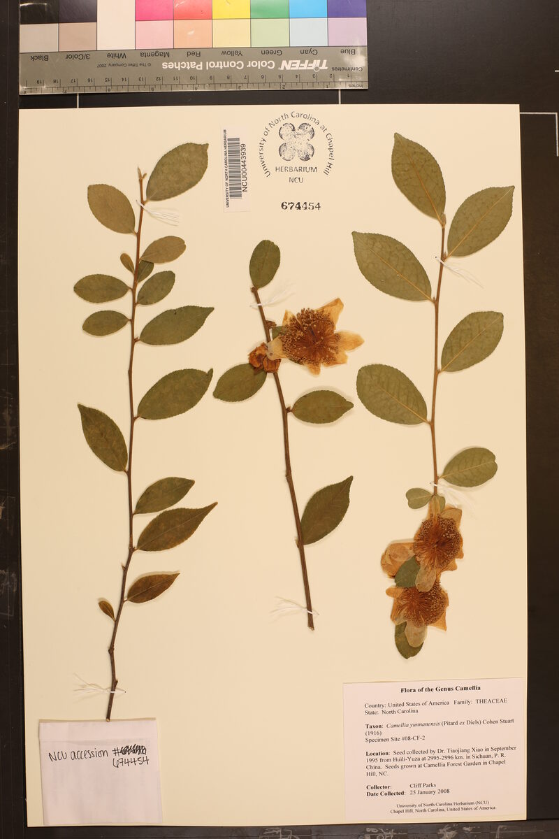 Camellia yunnanensis - (Pitard.)Cohen
