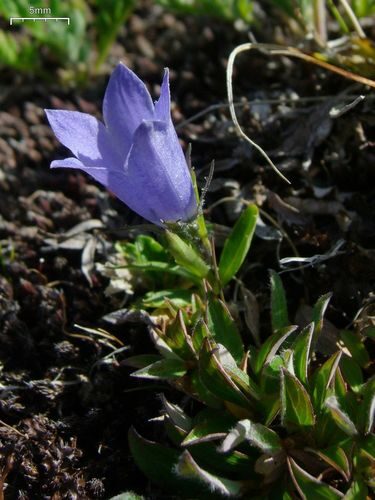 Campanula lasiocarpa (Mountain harebell) — photo