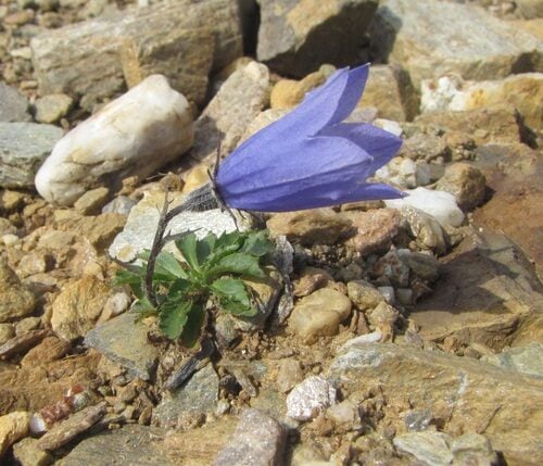 Campanula lasiocarpa (Mountain harebell) — photo