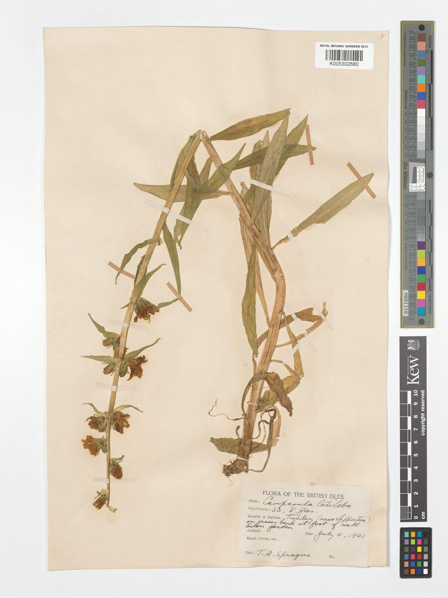 Campanula latiloba