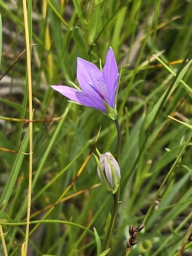 Campanula parryi (Parry's Bellflower) — photo