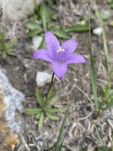 Campanula parryi (Parry's Bellflower) — photo