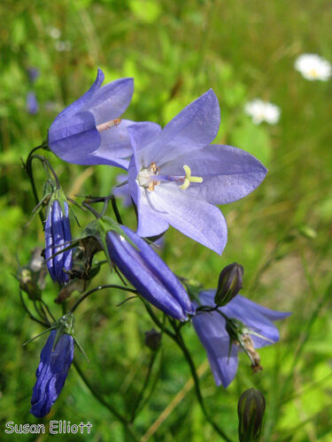 Campanula rotundifolia (Harebell) — photo