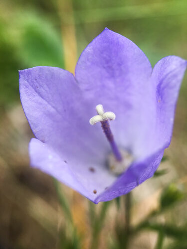 Campanula rotundifolia (Harebell) — photo