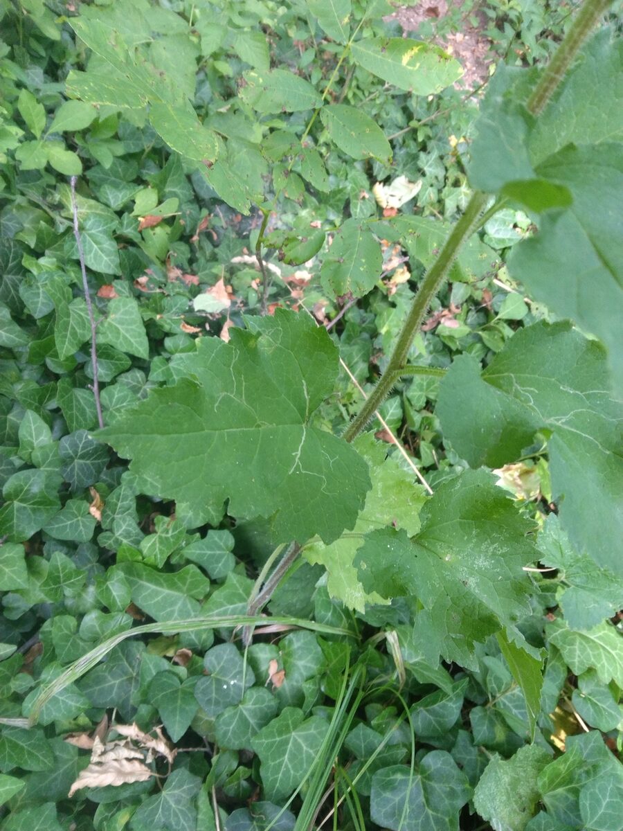 Campanula trachelium subsp. athoa — photo