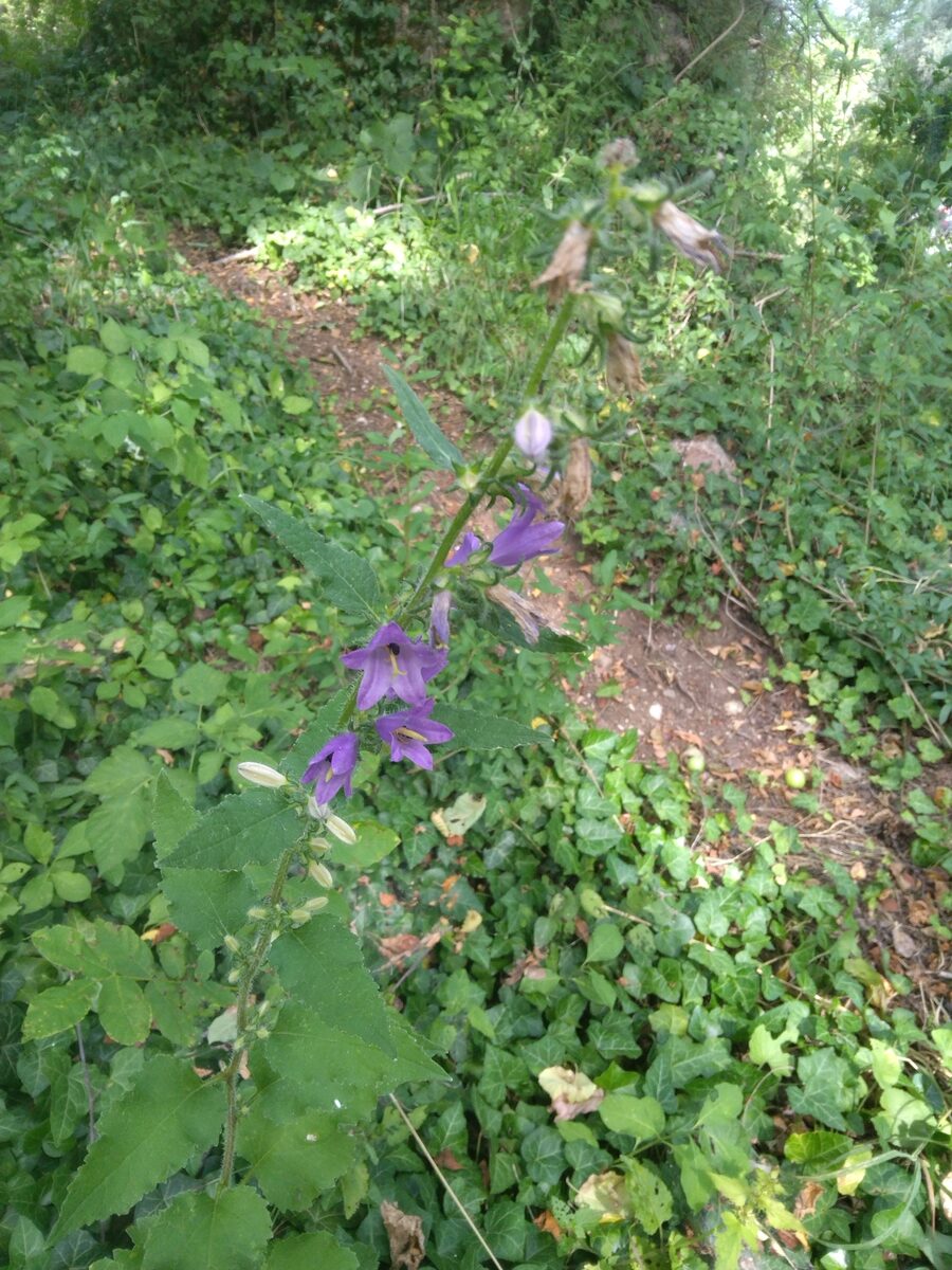 Campanula trachelium subsp. athoa — photo