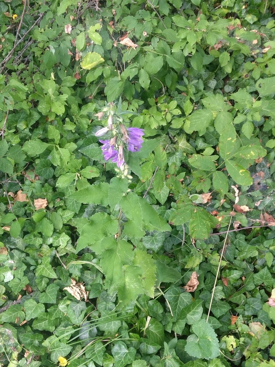 Campanula trachelium subsp. athoa