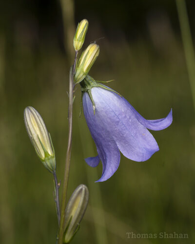 Campanula versicolor (Harebell) — photo