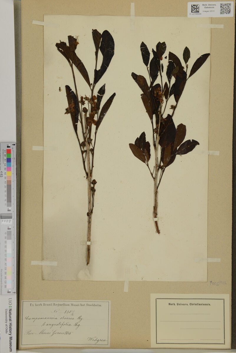 Campomanesia obversa