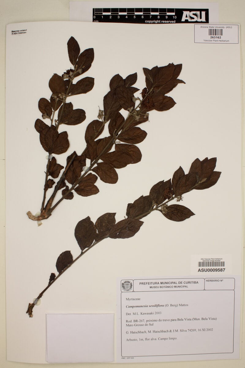 Campomanesia sessiliflora var. bullata (Guabiroba-verde) — photo