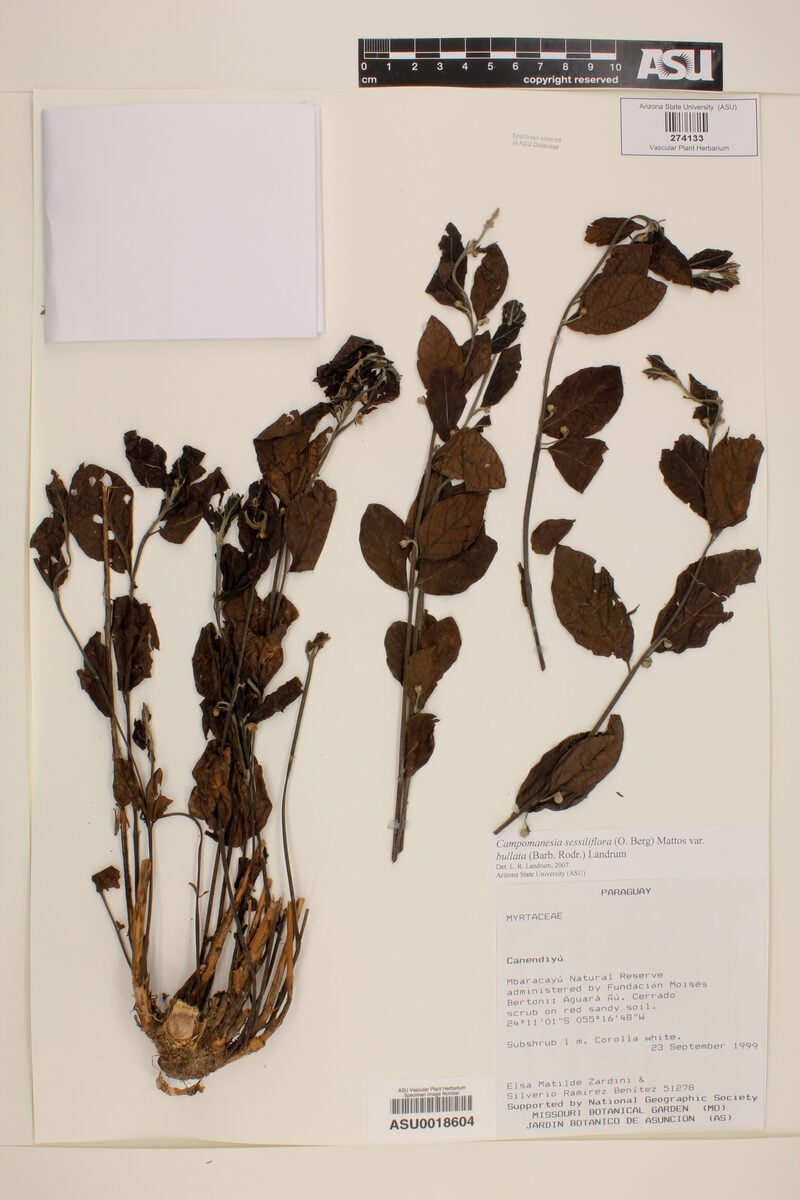 Campomanesia sessiliflora var. bullata (Guabiroba-verde) — photo