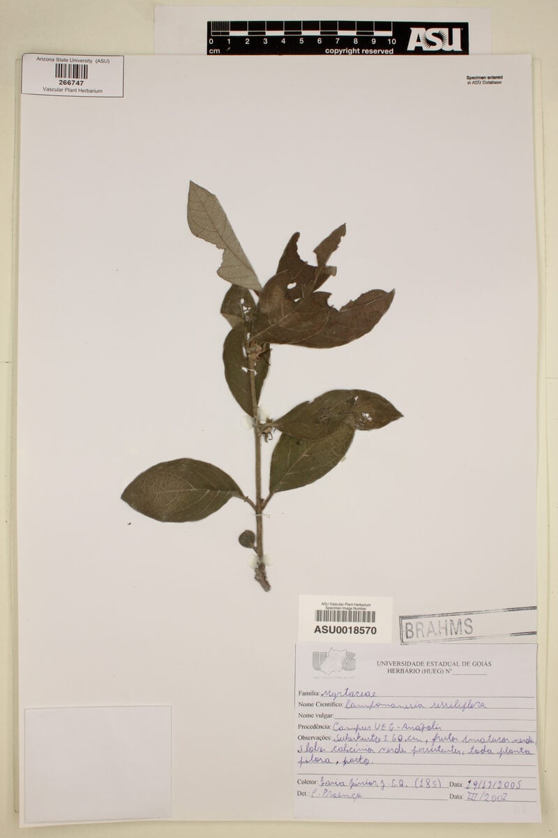Campomanesia sessiliflora var. bullata