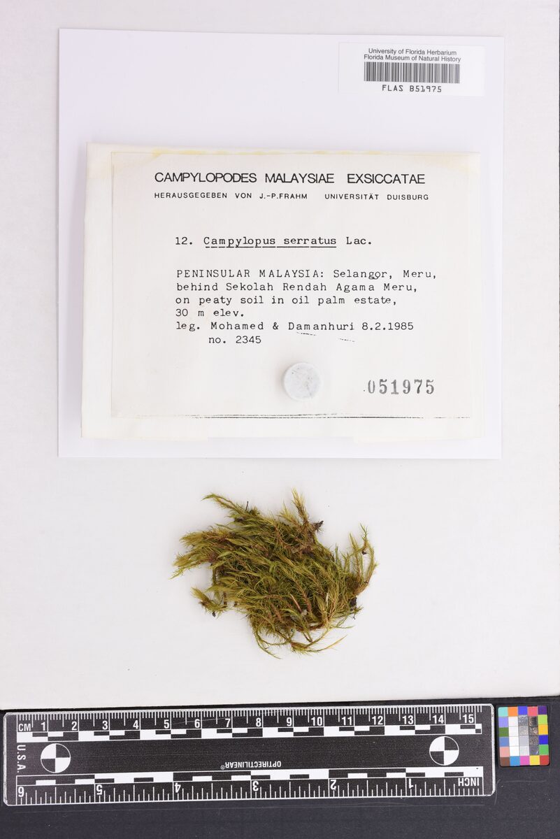 Dicranaceae