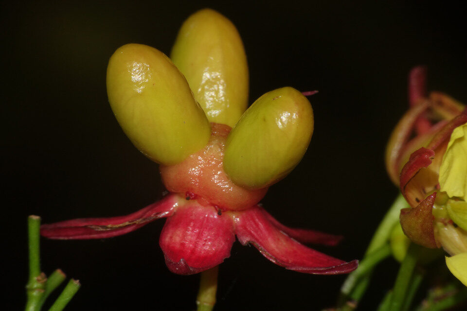 Campylospermum flavum — photo