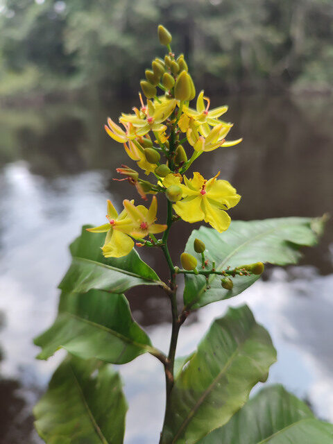Campylospermum flavum