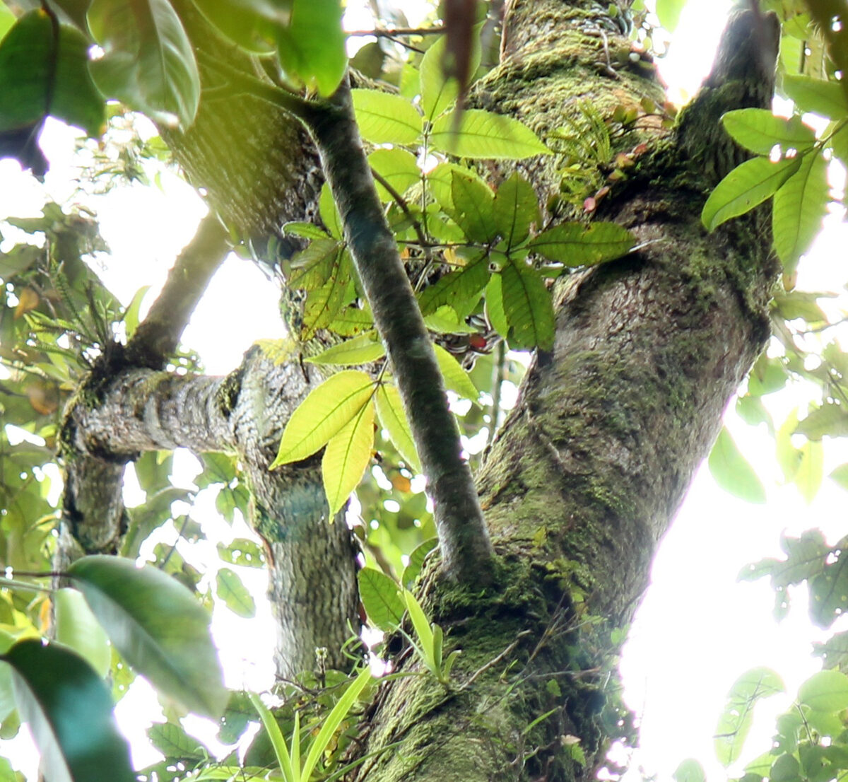 Canarium asperum (Canarium keddongdong tree) — photo
