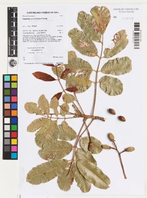 Canarium australianum var. velutinum — photo