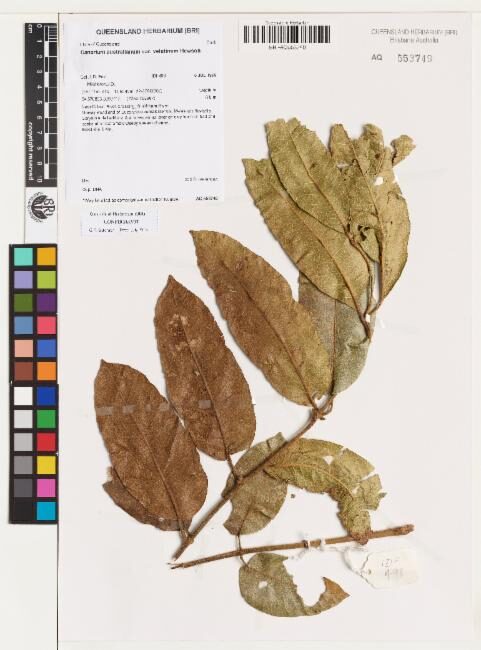 Canarium australianum var. velutinum — photo