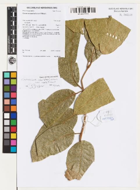 Canarium australianum var. velutinum