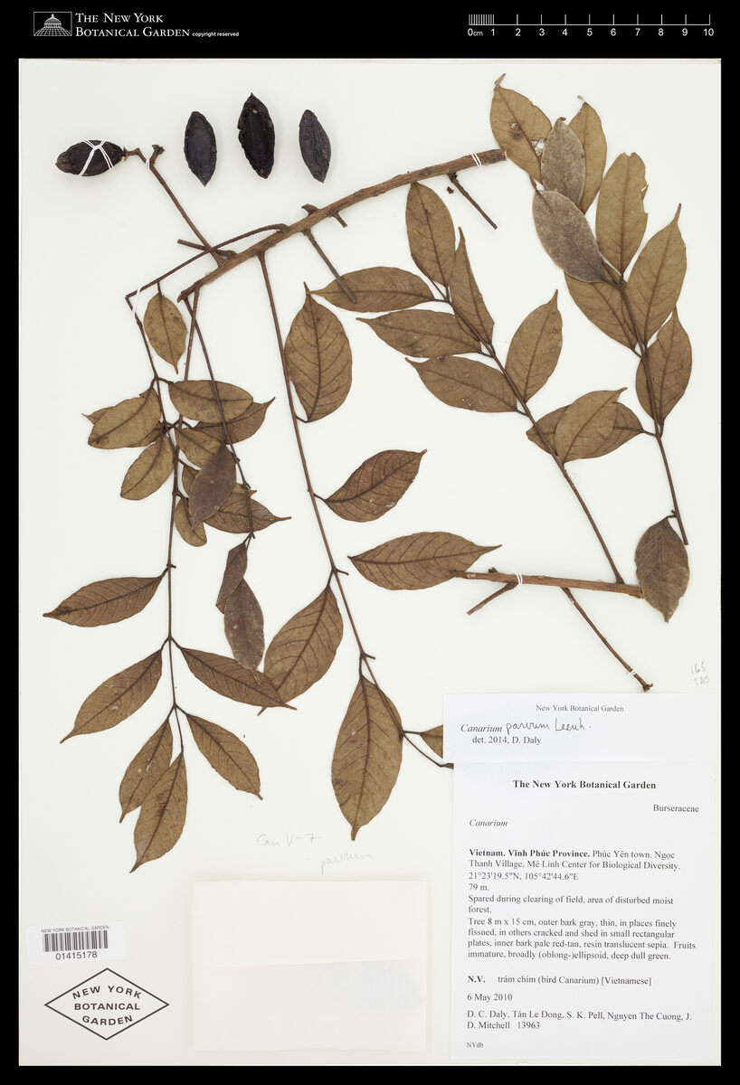 Canarium parvum — photo