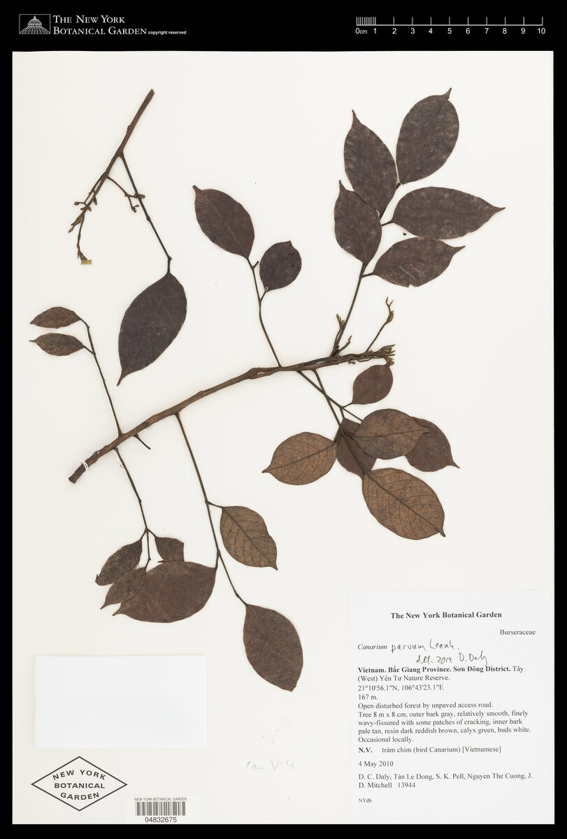Canarium parvum — photo