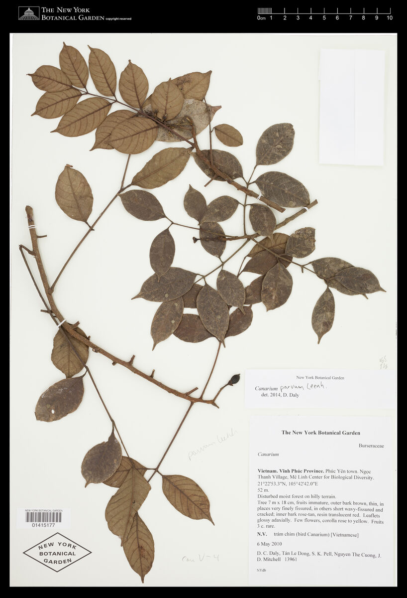 Canarium parvum