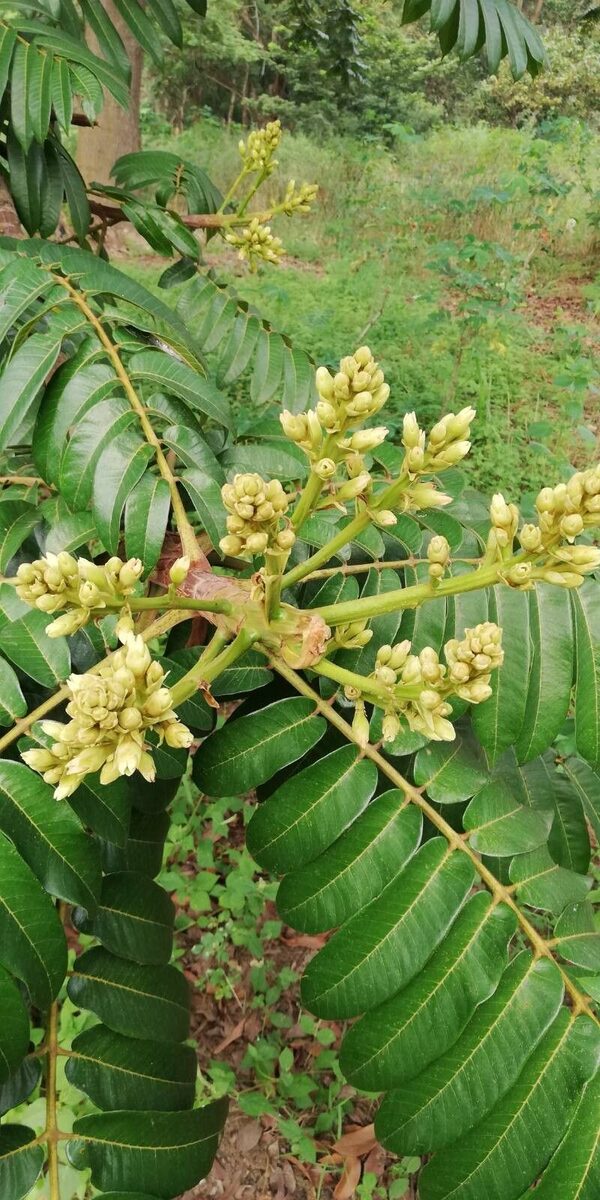 Canarium schweinfurtii (African elemi) — photo