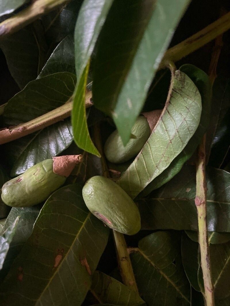 Canarium schweinfurtii (African elemi) — photo