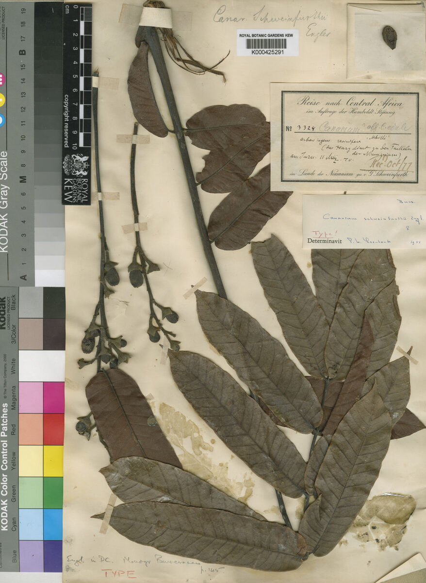 Canarium schweinfurtii
