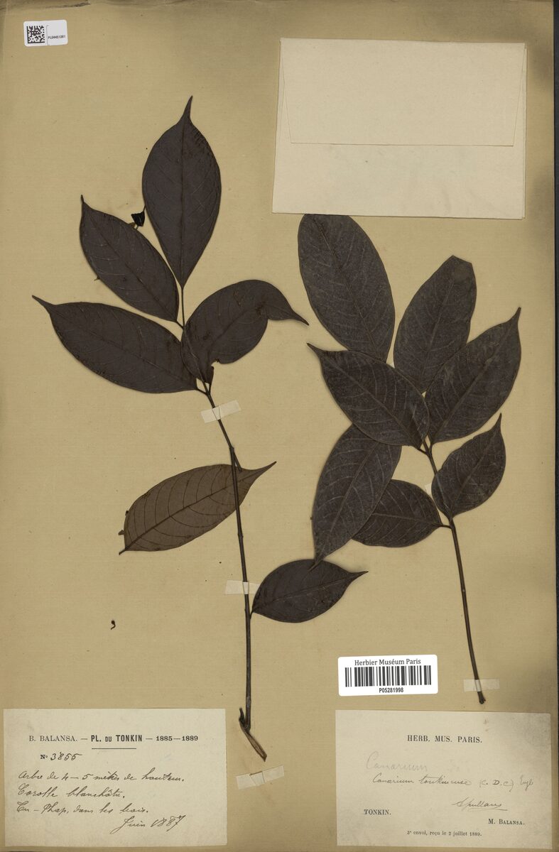 Canarium tonkinense — photo