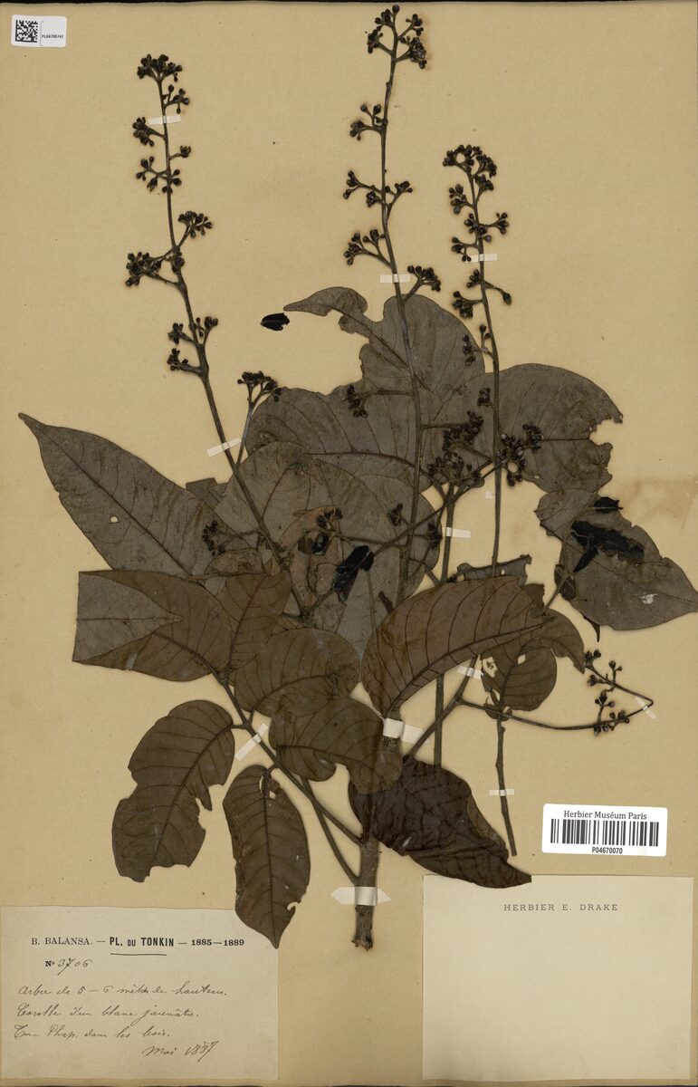 Canarium tonkinense
