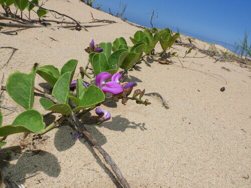 Canavalia lineata (Beach bean) — photo