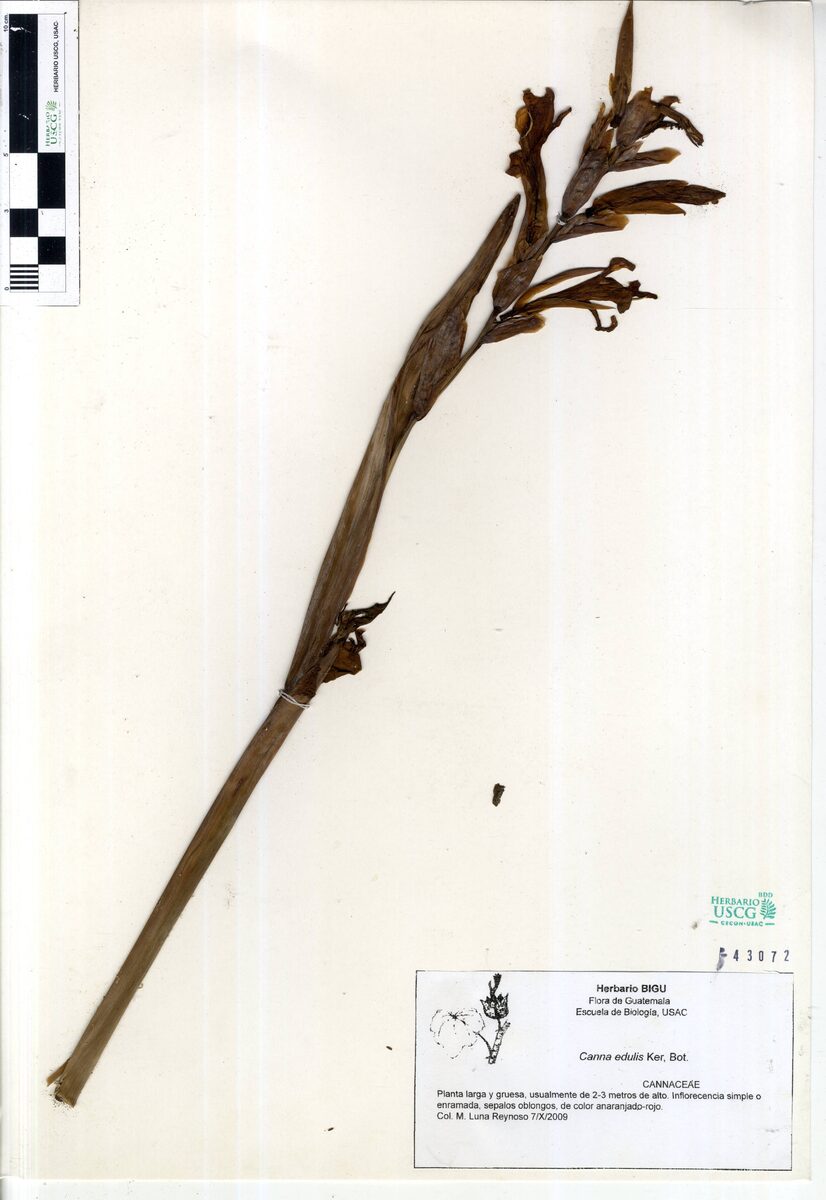 Canna edulis (Achira) — photo