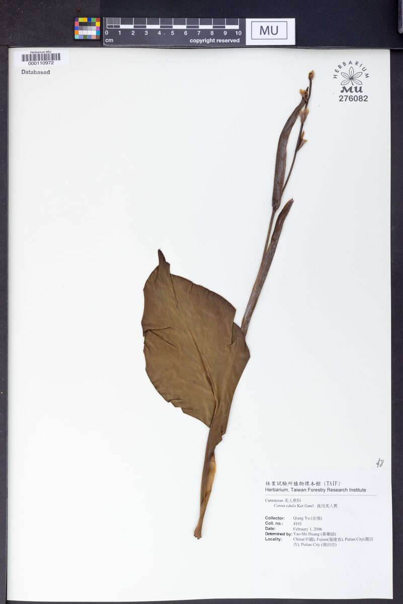 Canna edulis (Achira) — photo